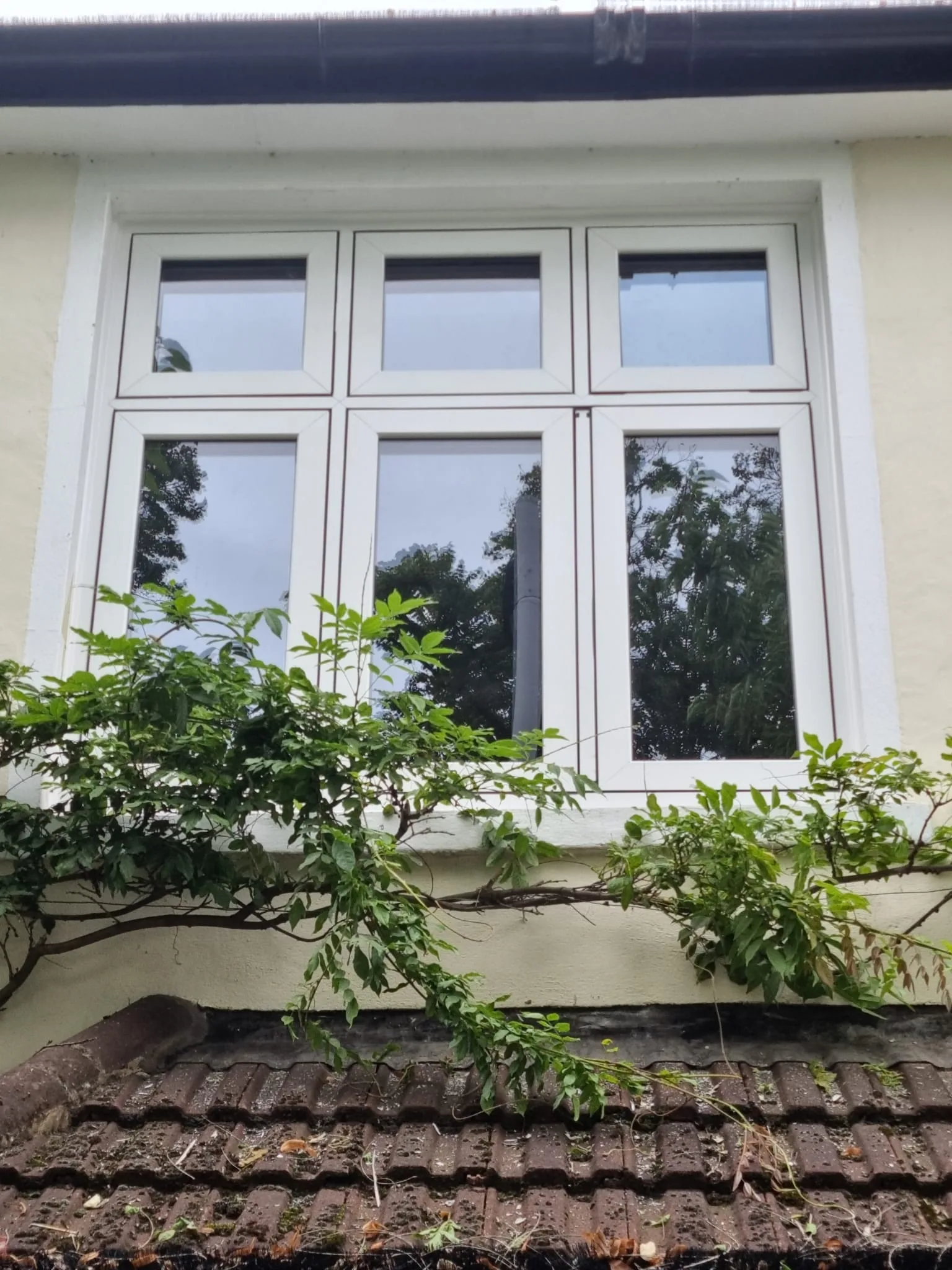 Cream flush casement under wisteria